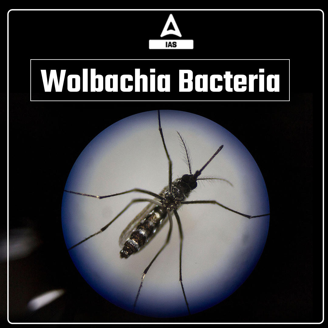 Wolbachia Bacteria