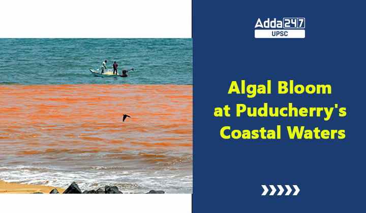 Algal Bloom at Puducherry's Coastal Waters