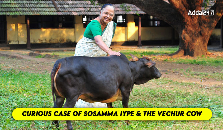 Sosamma Iype and the Vechur Cow
