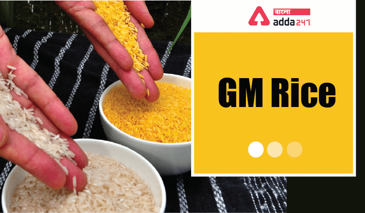 GM Rice