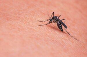 Dengue fever: Causes, Symptoms, and Treatment