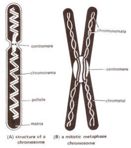 Structure of Chromosome