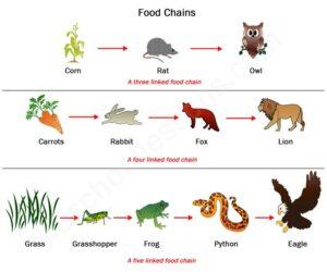 Example of  Food Chain