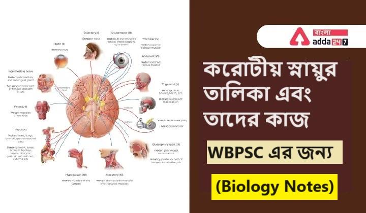 করোটীয় স্নায়ুর তালিকা এবং তাদের কাজ, WBPSC এর জন্য- (Biology Notes)_20.1