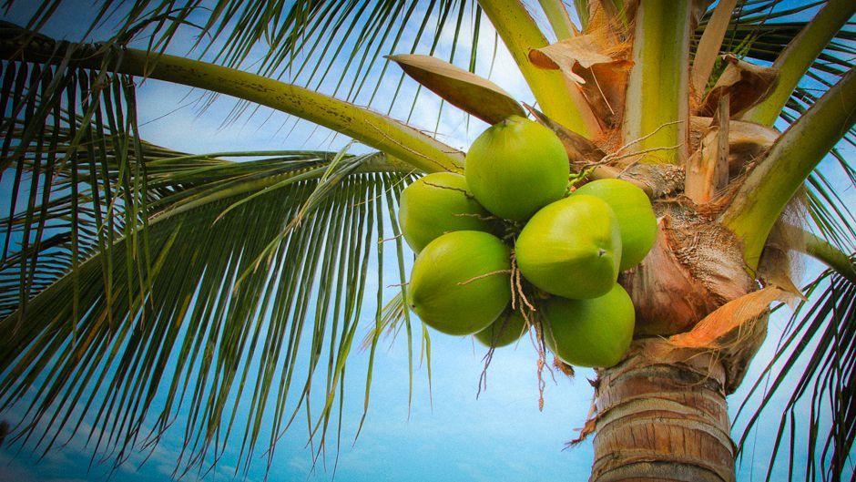 World Coconut Day 2021: 2 September