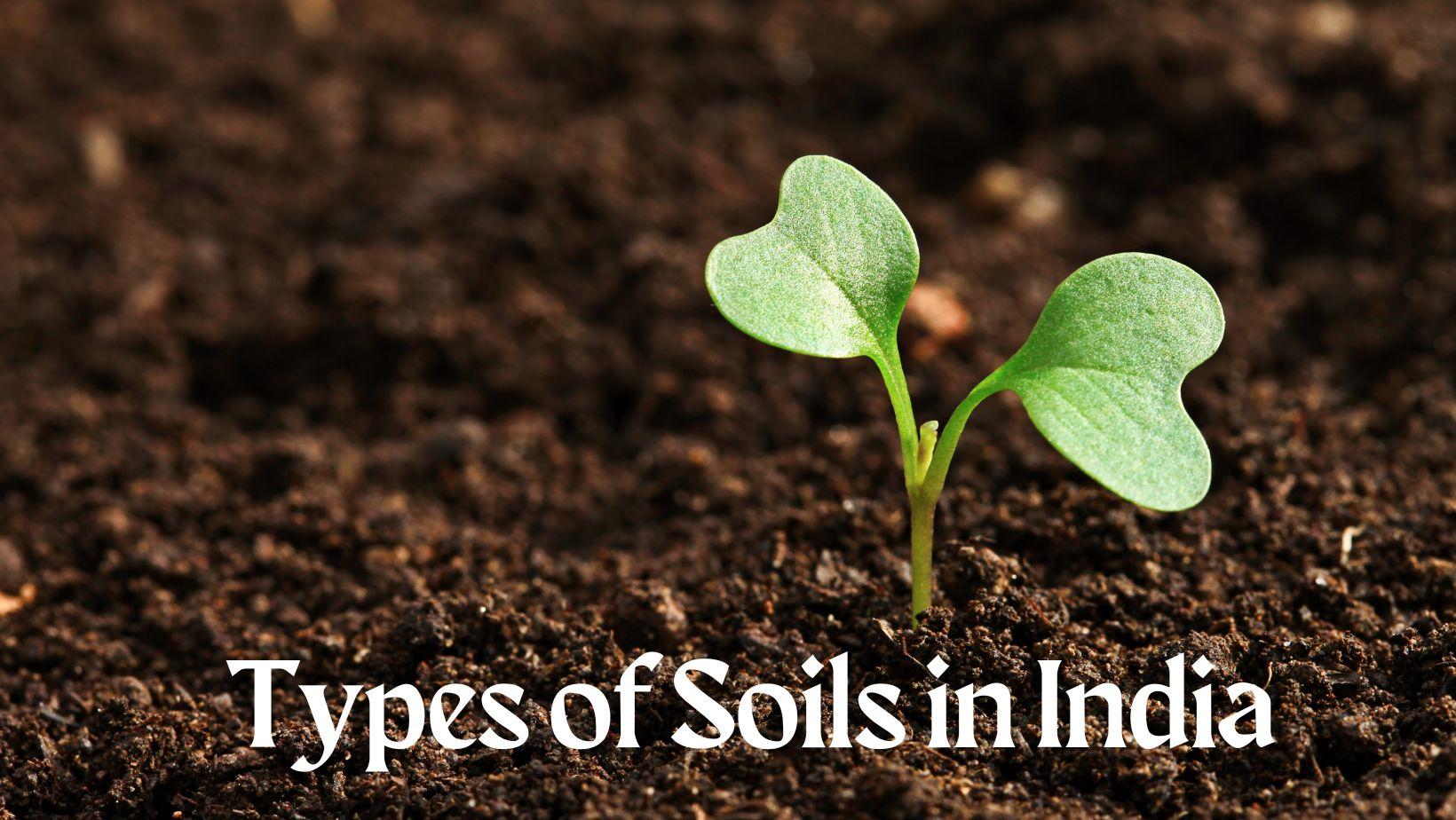 Types of Soils in India