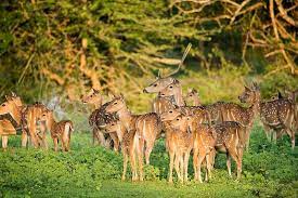 List of National Parks And Wildlife Sanctuaries in Telangana_70.1