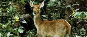 List of National Parks And Wildlife Sanctuaries in Telangana_120.1