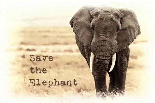 Save the Elephant Day 2022- 16 April