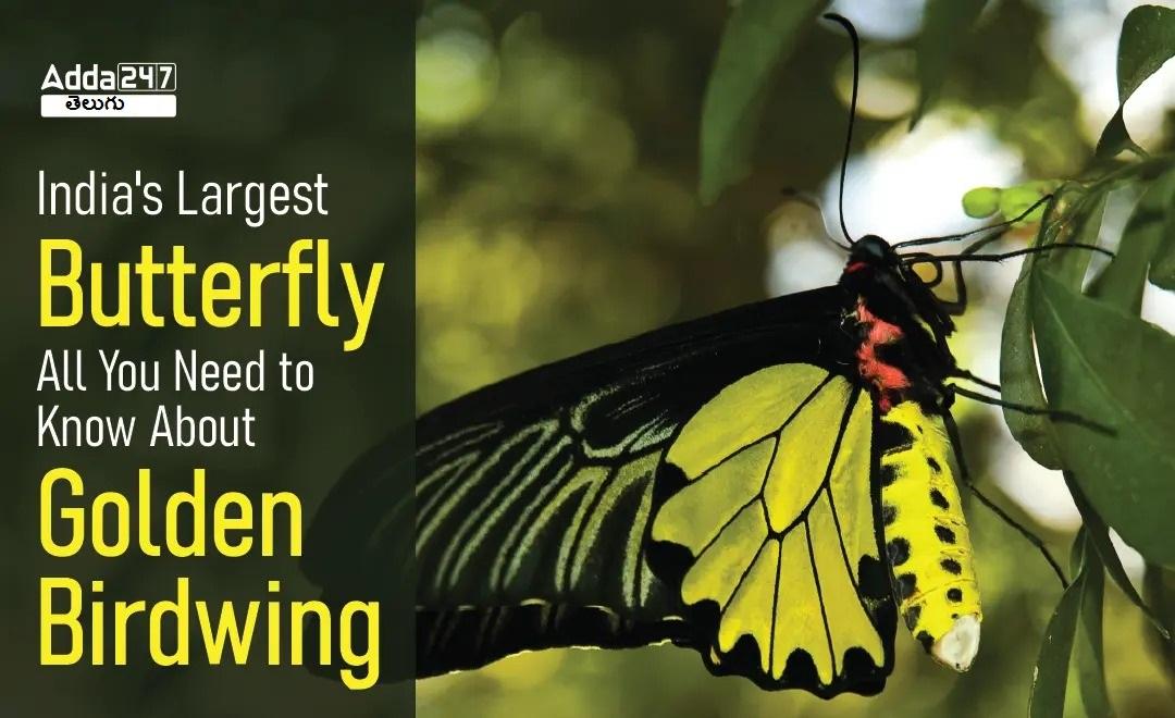 India’s Largest Butterfly