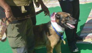 Zorba, the first dog of anti-poaching dogs