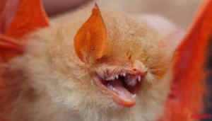 Rare ‘Orange Bat’