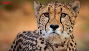 New-committee-set-up-to-oversee-cheetah-project