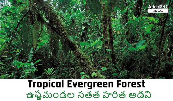 Tropical Evergreen Forests