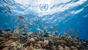 First-ever treaty to safeguard high seas marine life adopted by UN members