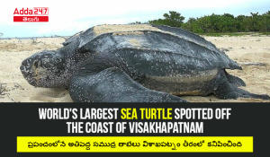 World's Largest Sea Turtle Spotted Off The Coast Of Visakhapatnam-01