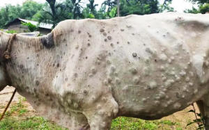 Nagaland officially declared as Lumpy Skin Disease positive State