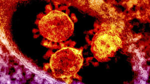 WHO identifies first case of MERS-CoV in UAE this year