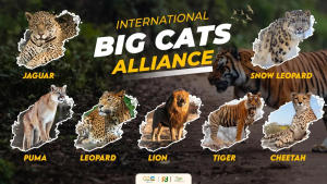 India launched international Big Cat Alliance for conserving 7 big cats