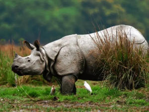 Bihar to Constitute ‘Rhino Task Force’ for Reintroduction of Rhino Conservation Scheme