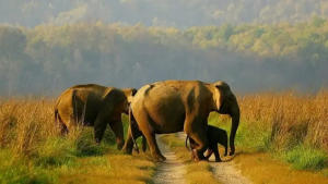 Centre’s Report Says India Has 150 Elephant Corridors