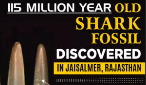 115 Million Year Old Shark Fossil Discovered In Jaisalmer, Rajasthan 