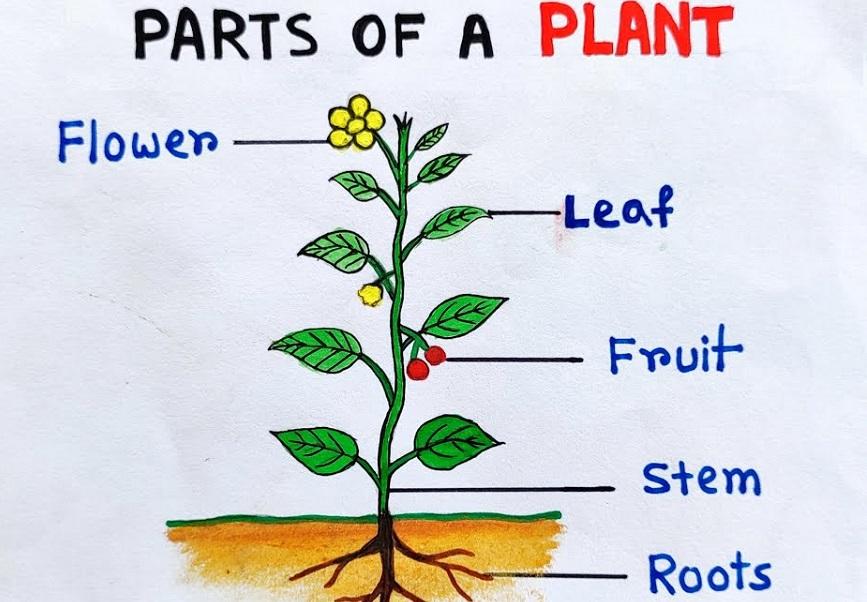 Parts of a Plants Drawing, Diagram, Chart for Kids