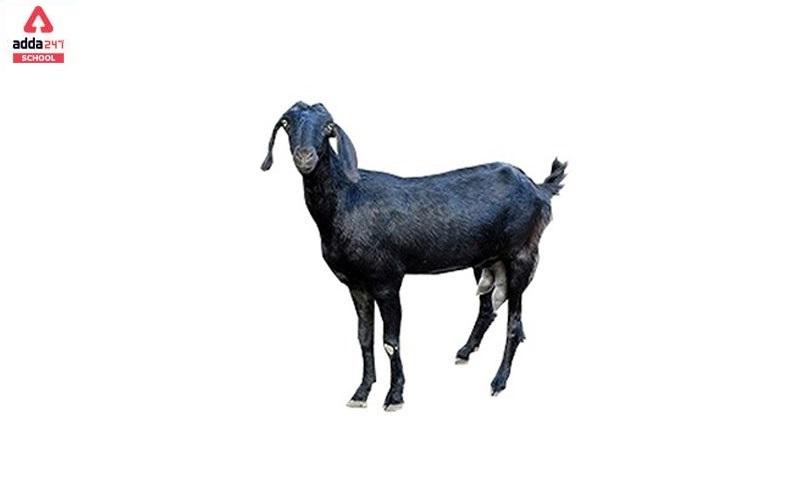 Scientific Name of Goat in india