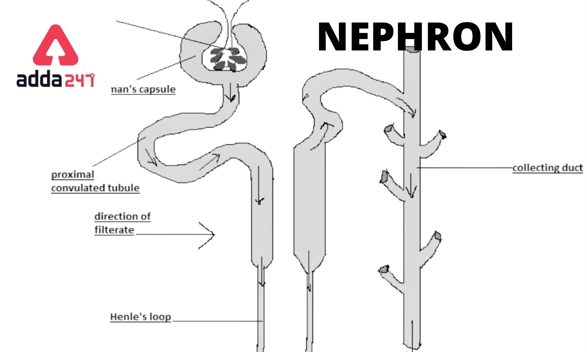 Explain the structure of nephron. - Sarthaks eConnect | Largest Online  Education Community