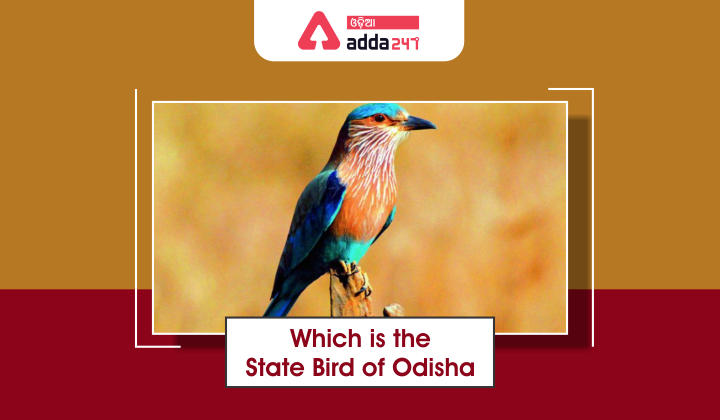 Which is the state bird of Odisha