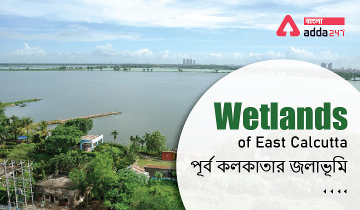 Wetlands of East Calcutta | পূর্ব কলকাতার জলাভূমি