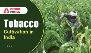 Tobacco Cultivation in India