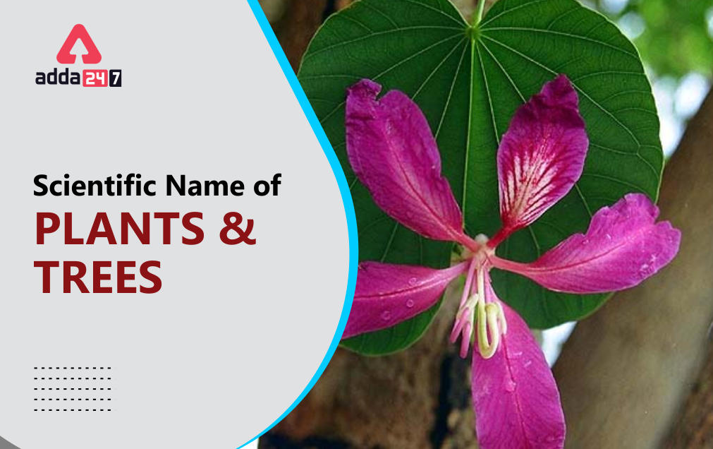 Scientific Name of plants