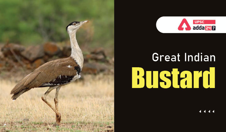 Great Indian Bustards (GIBs)