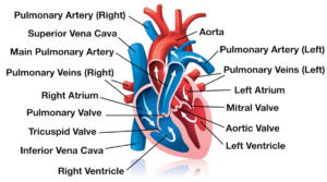 Structure of Human Heart | মানুষের হৃদয়ের গঠন