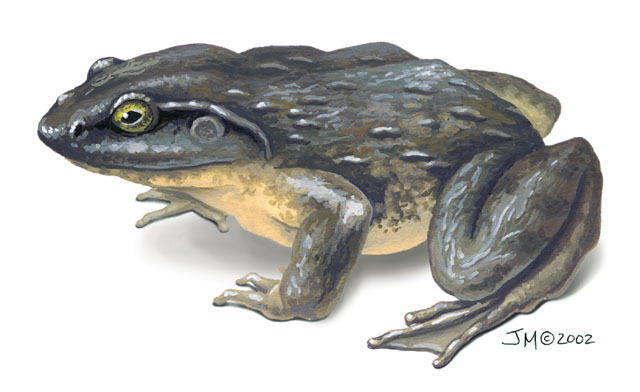 Biggest Frog in the World, List of Top-10_40.1