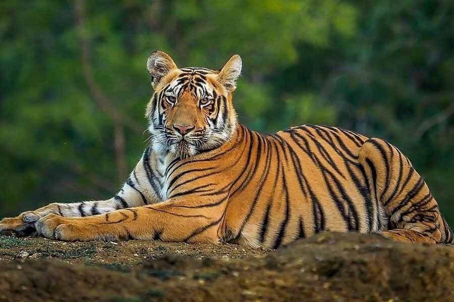 image of tiger 