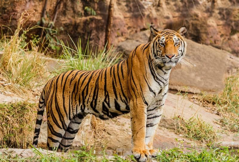 Tiger Reserves in India Complete List and Importance_50.1