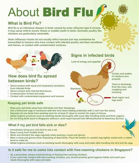 First human case of H3N8 bird flu - GS SCORE