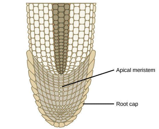 Types of Meristematic Tissue: Apical Meristem