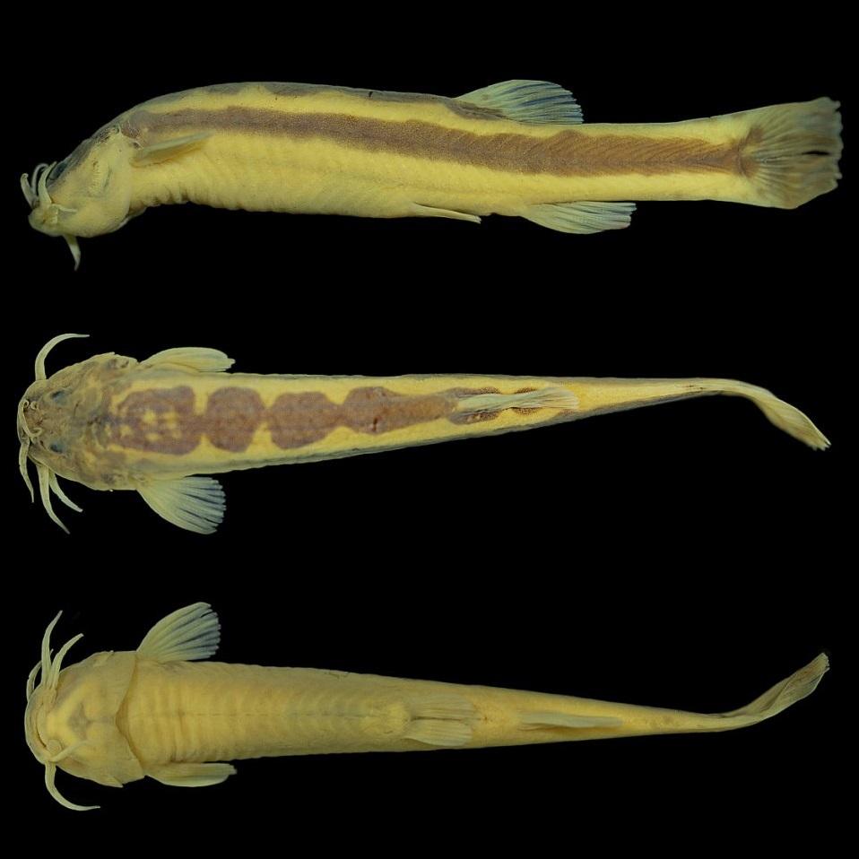 Ichthyology • 2023] Gymnothorax tamilnaduensis • A New Short Brown Unpatterned Moray Eel (Anguilliformes: Muraenidae) from the southeast coast of India, Bay of Bengal – Scitech Lab