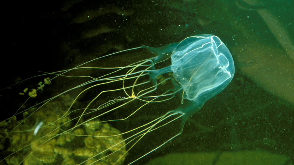 Box jellyfish: Australian teenager fatally stung on Queensland beach