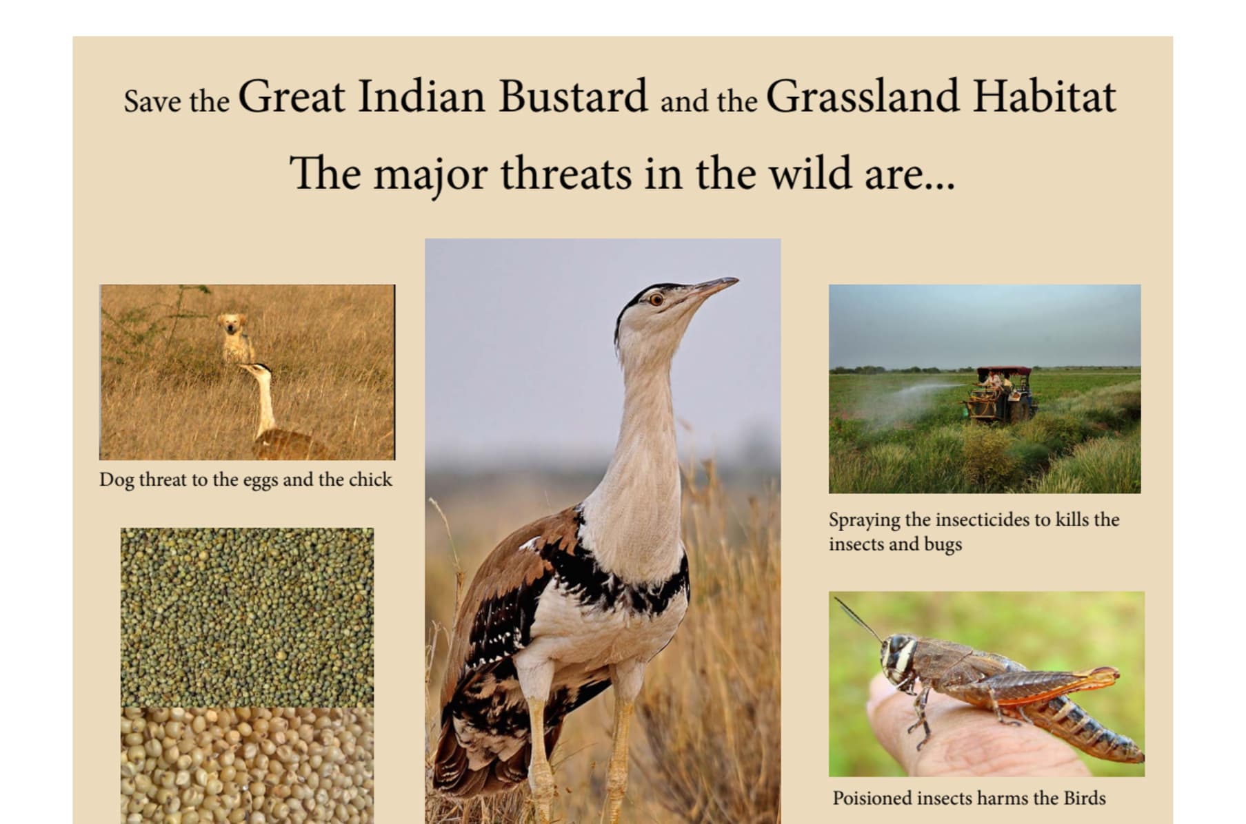 Great Indian Bustard Bird Conservation | Indiegogo