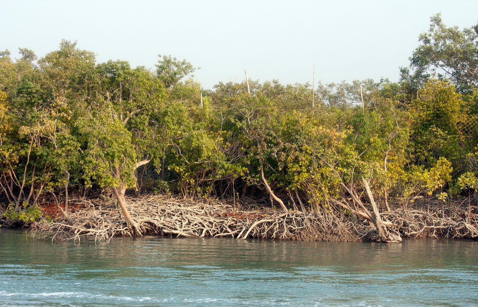 Sundarbans | Mangrove Forest, Wildlife Reserve, India-Bangladesh Border | Britannica