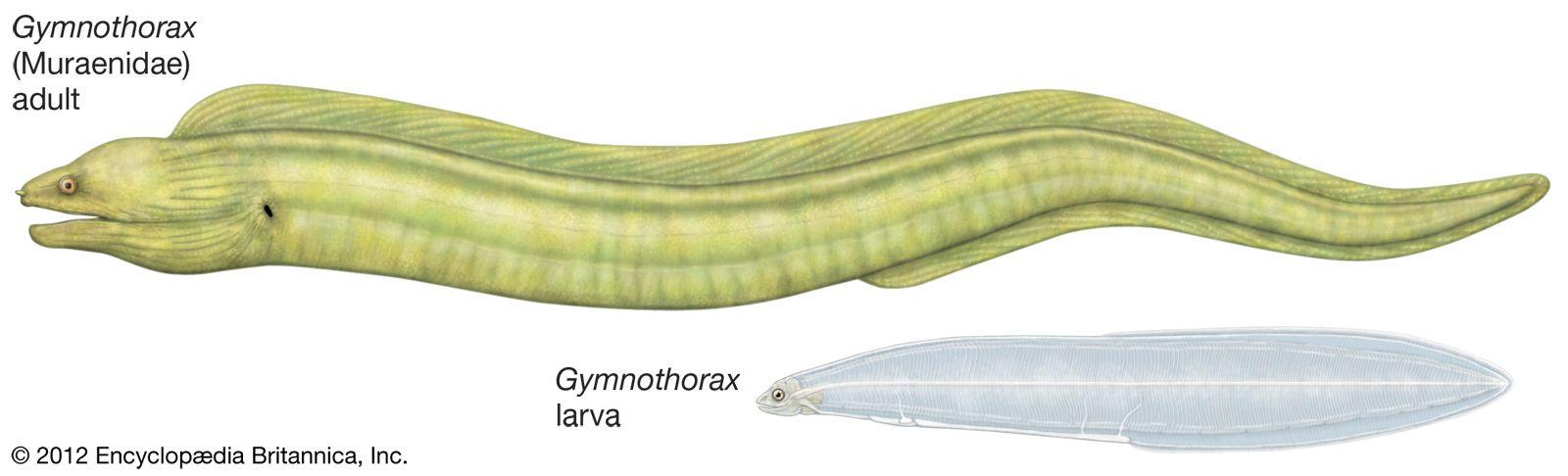 Moray | eel | Britannica