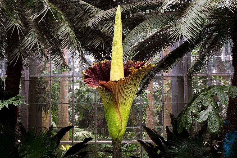 Largest Flower in the World, List of Top 10_50.1