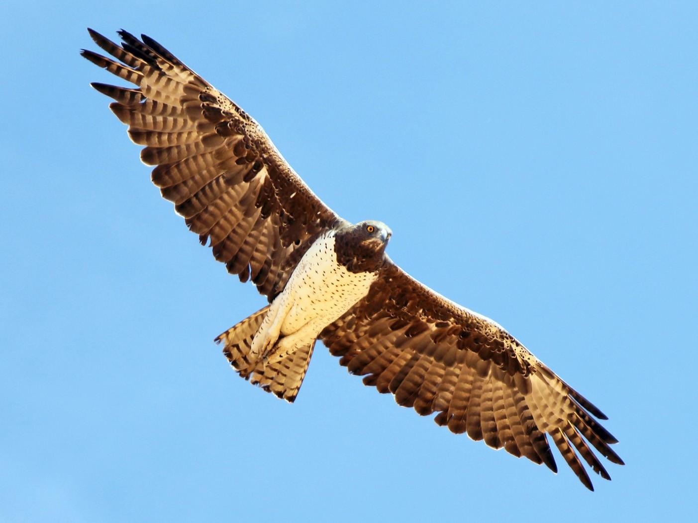 Martial Eagle - eBird