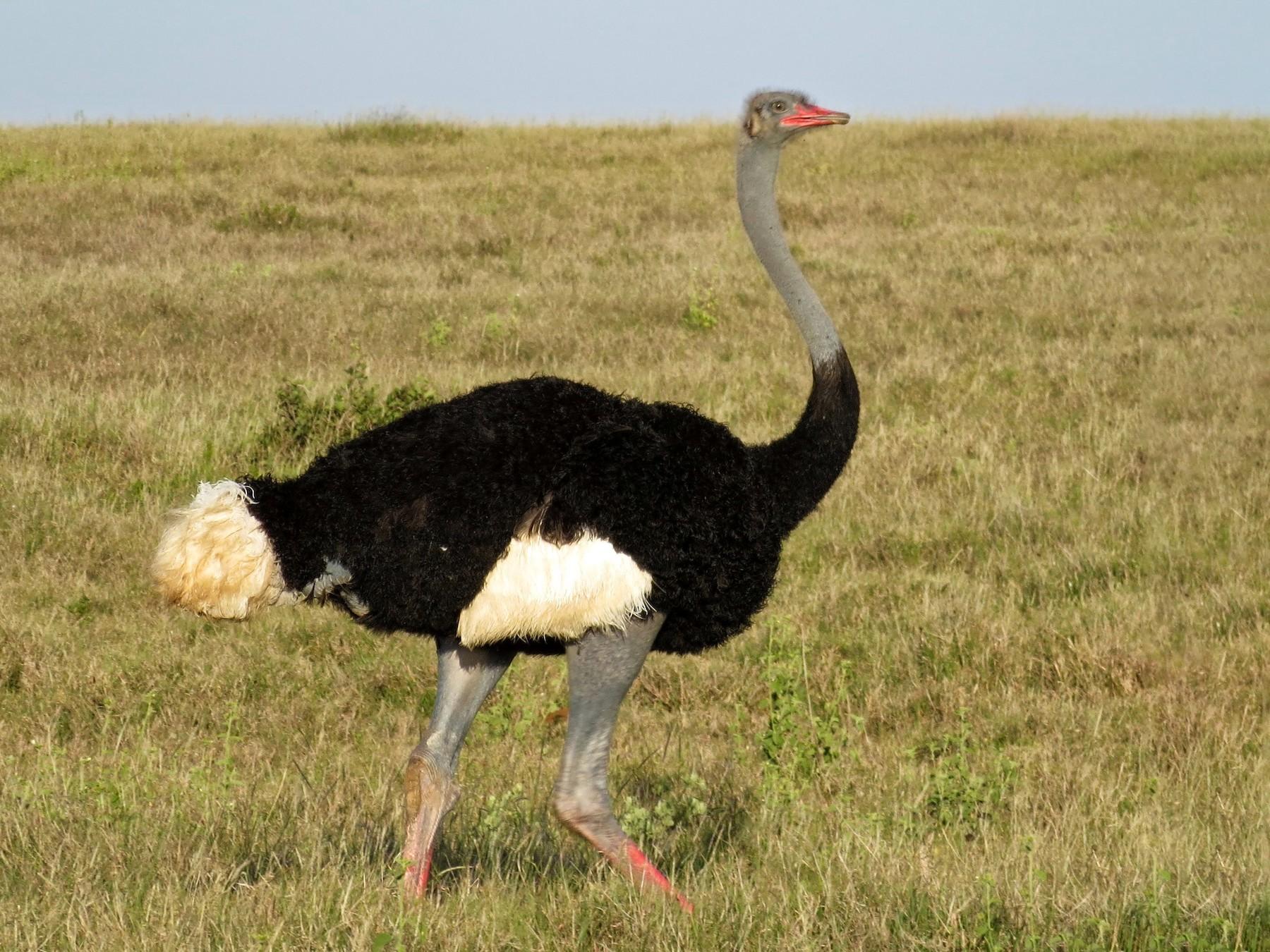 Somali Ostrich - eBird