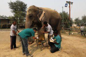 मथुरा में हाथियों के लिए भारत का पहला विशेष अस्पताल खोला गया |_2.1