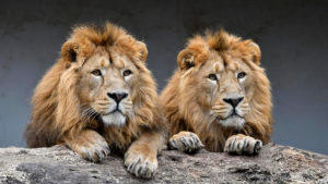 केंद्र ने गुजरात के गिर में एशियाई शेर संरक्षण के लिए 59 करोड़ रुपये आवंटित किए |_2.1